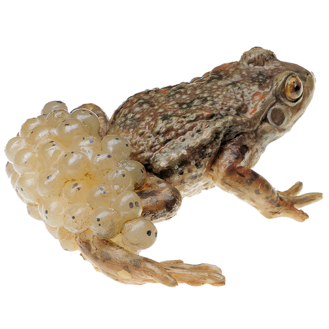 SOMSO® Geburtshelferkröte mit Laich, männlich