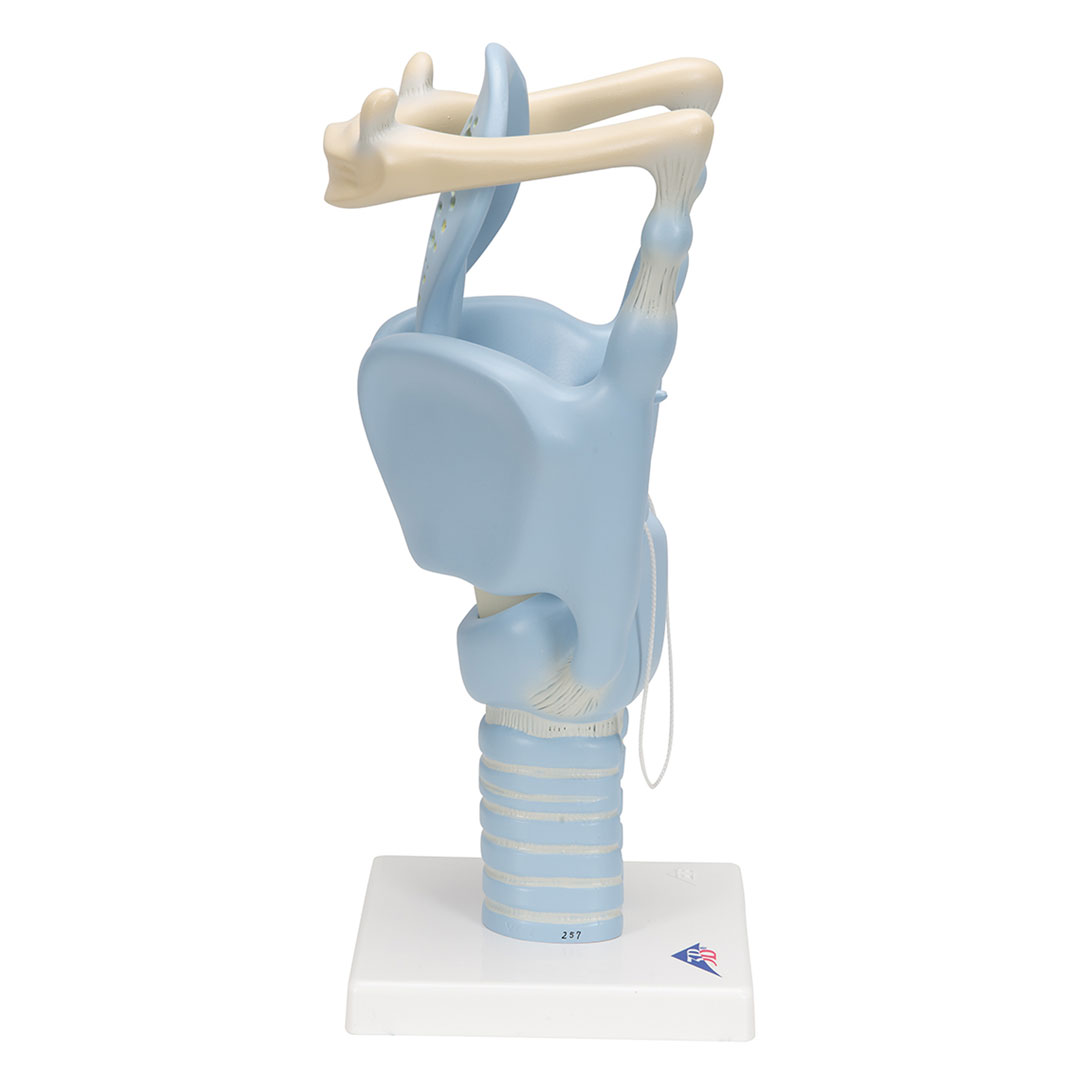 3B SCIENTIFIC Kehlkopf, Funktionsmodell, 3 fache Gr. (VC219)