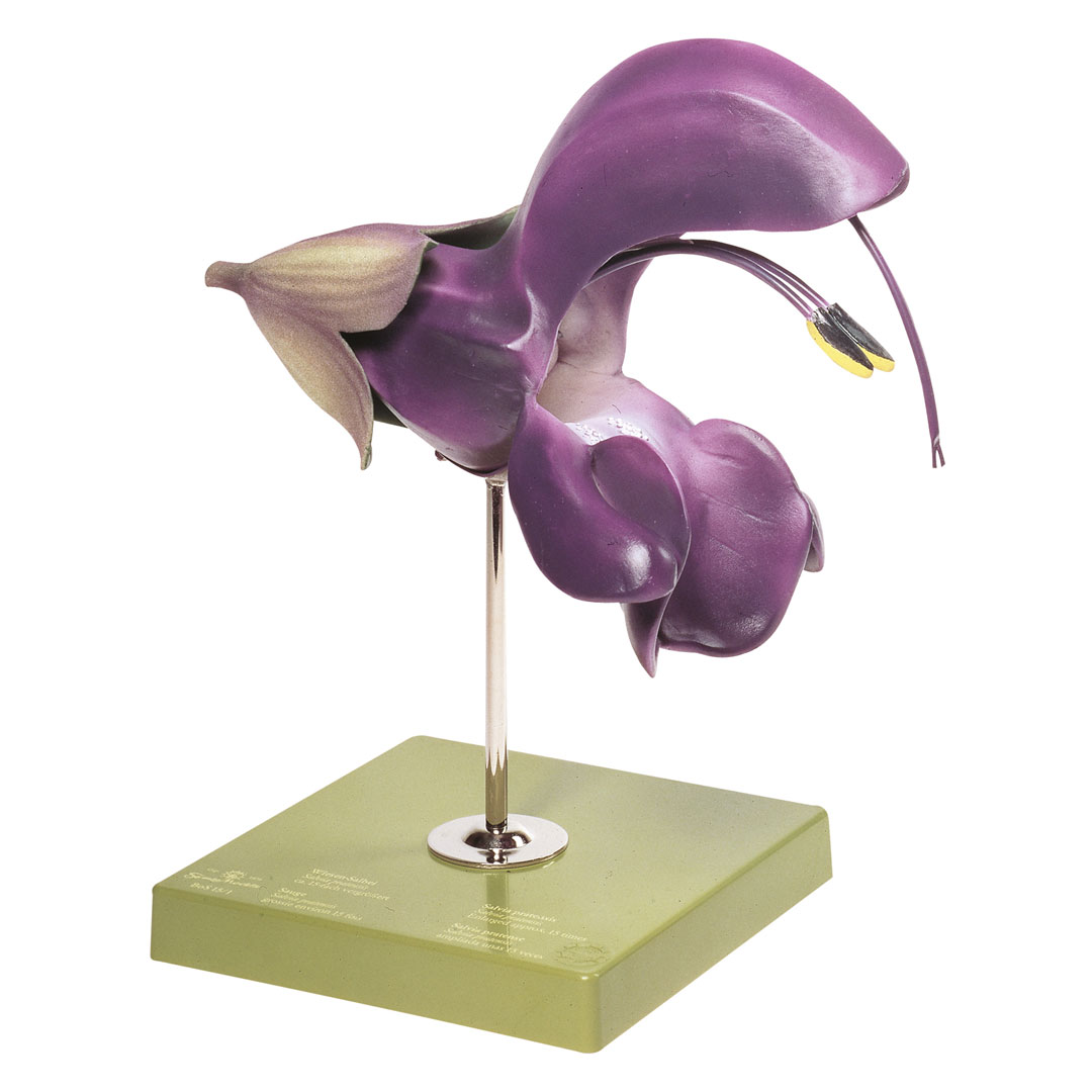 SOMSO® Wiesensalbei, Blüte, 15fach vergr.