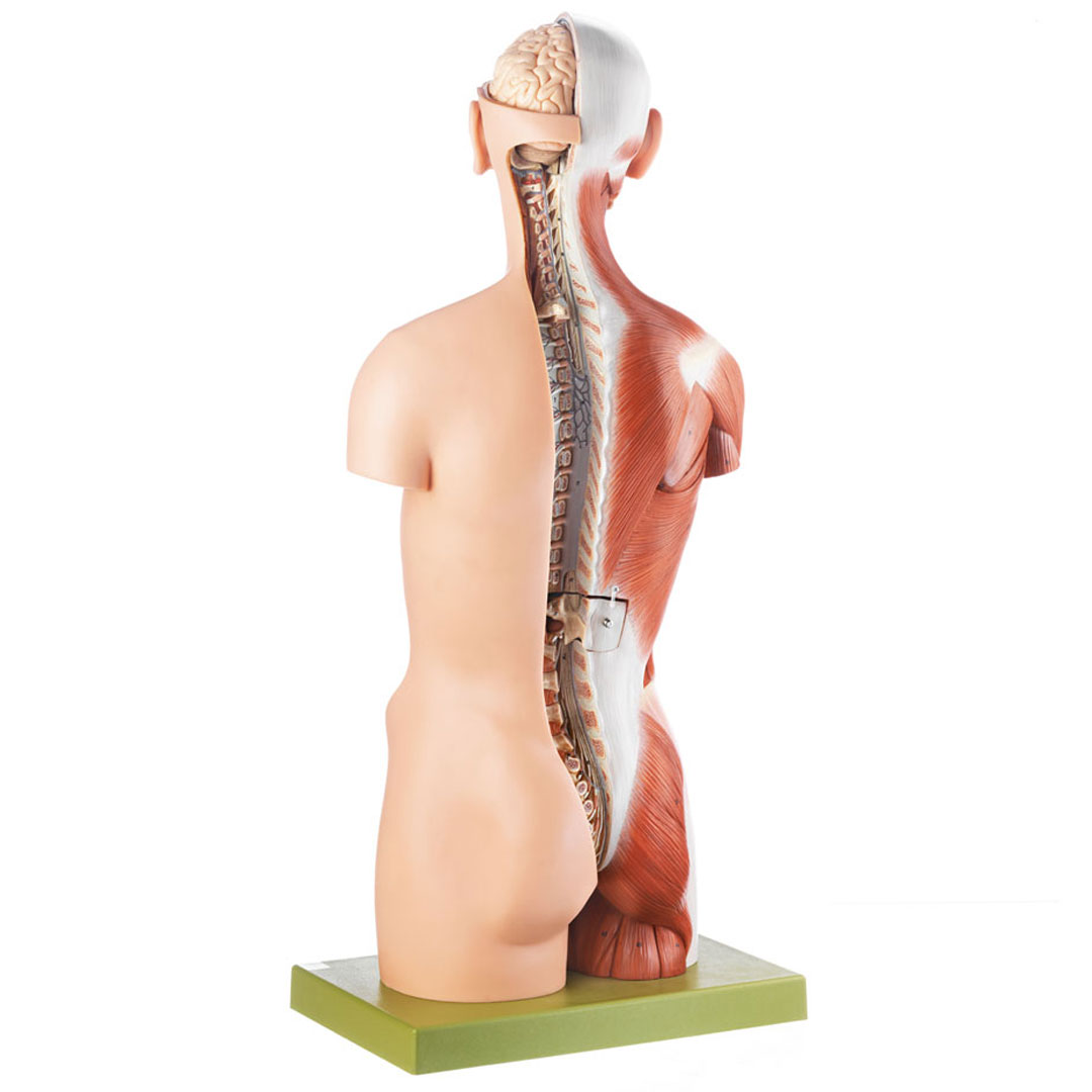 SOMSO® Muskeltorso m.K.20 T., Rücken offen *