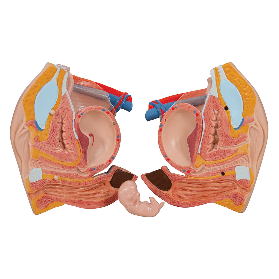3B SCIENTIFIC Torso m.Kopf, 2-geschlechtlich, 28 T. (B35)