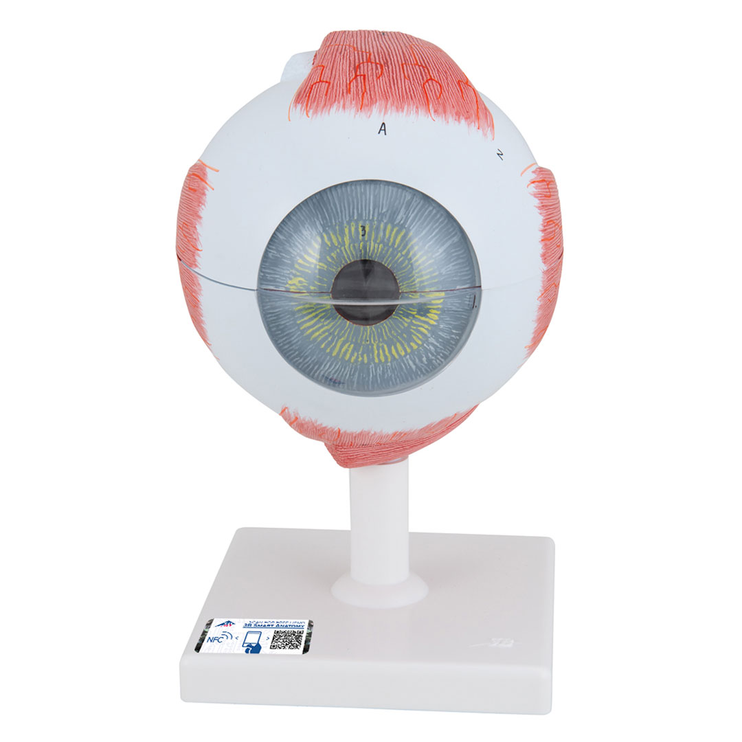3B SCIENTIFIC Auge, 6-tlg., 5-fach vergr. (F10), Riesenauge