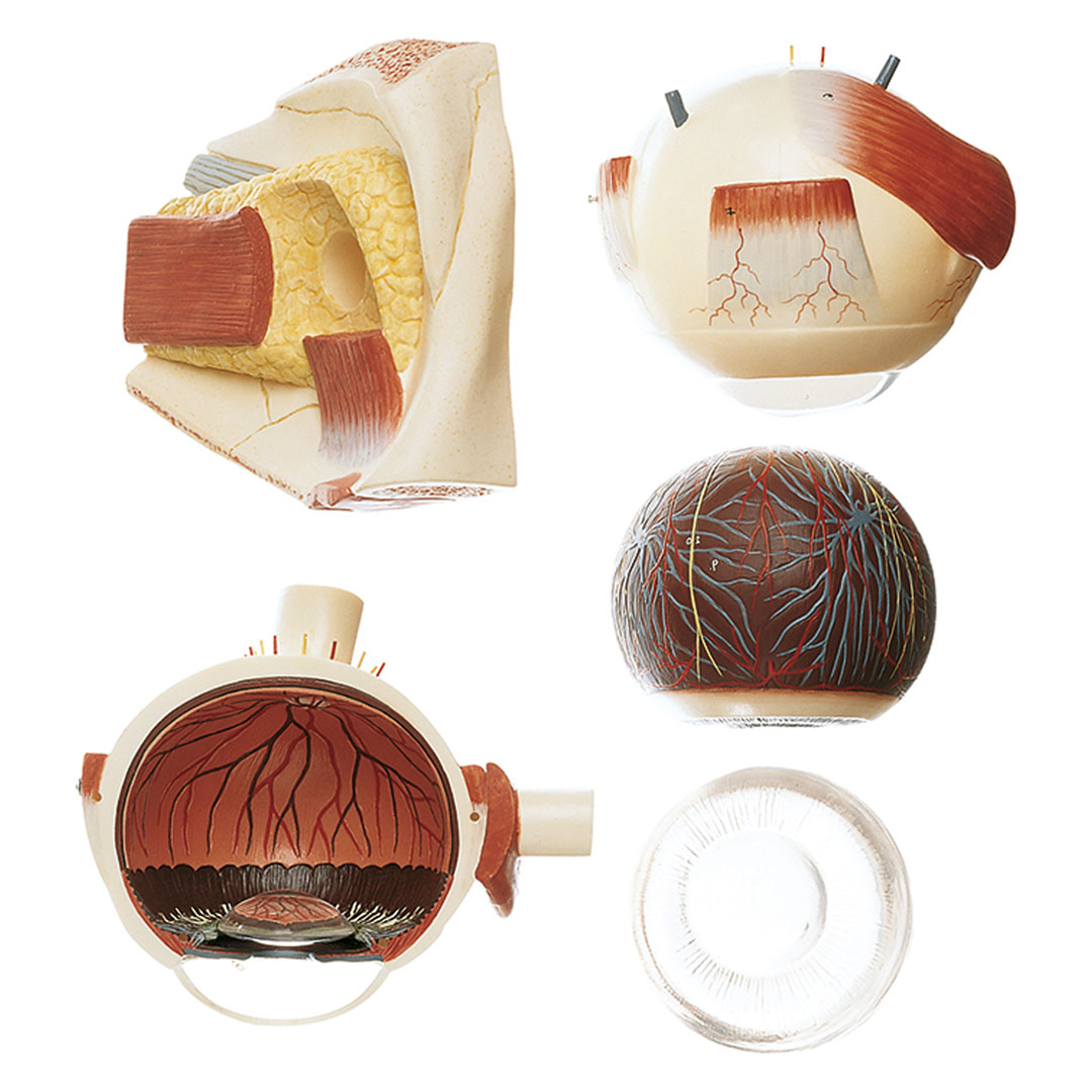 SOMSO® Augapfel, ca. 4fach vergrössert