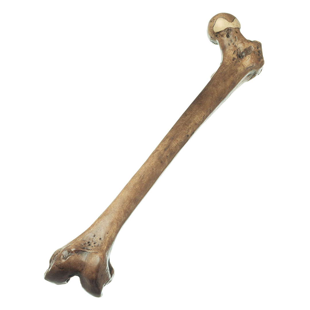 SOMSO® Oberschenkelrekonstruktion Homo Erectus (Trinil 3)