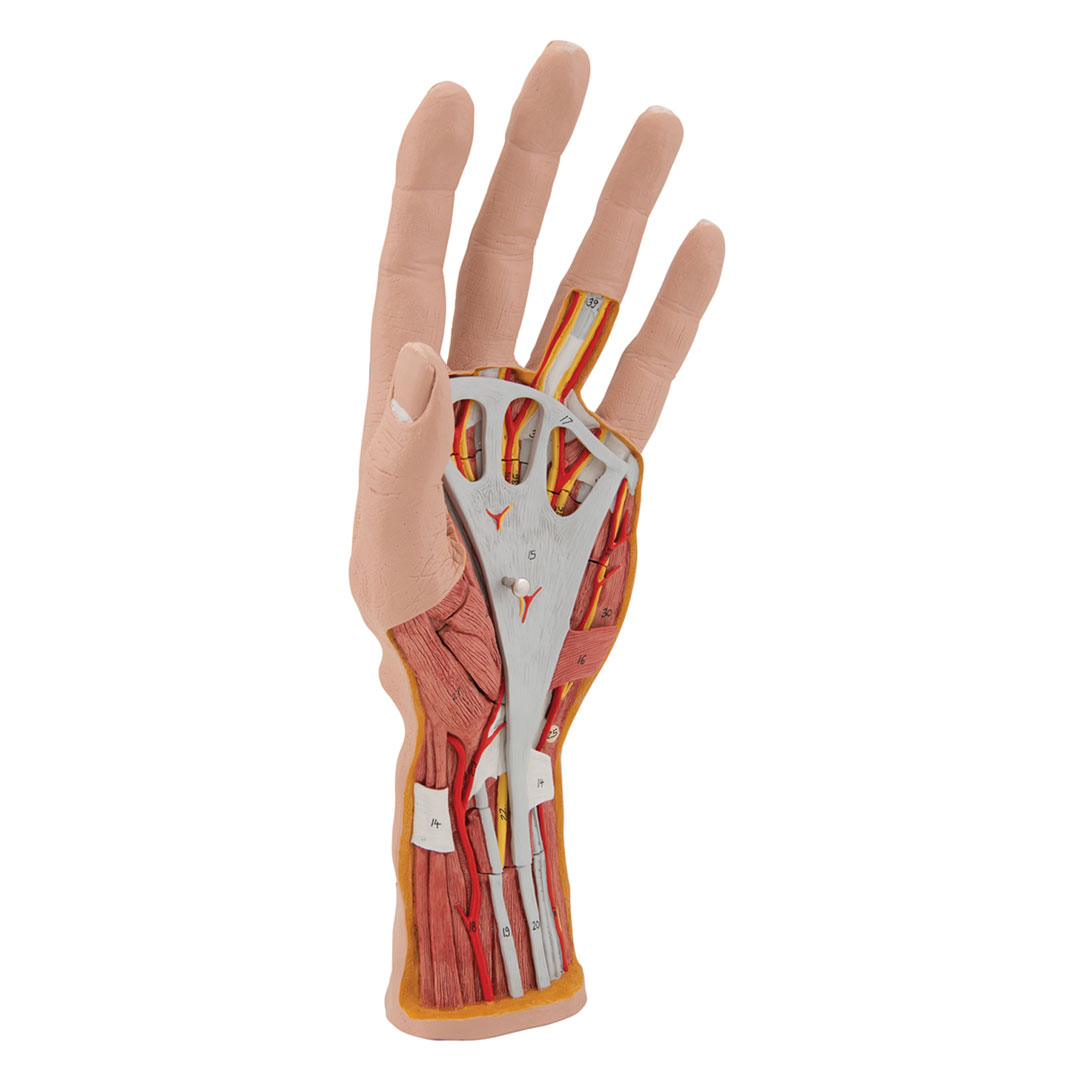 3B SCIENTIFIC Hand-Struktur-Mod., 3-tlg. (M18)