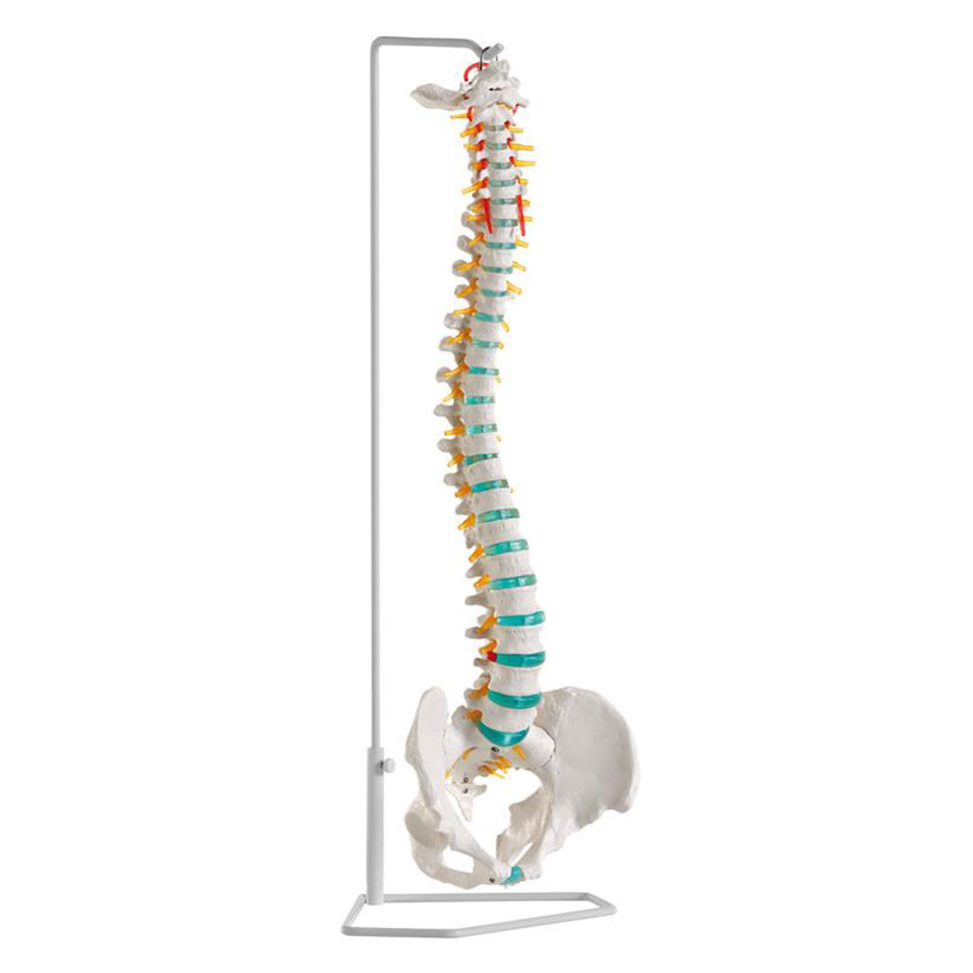 ERLER ZIMMER Flexible Wirbelsäule
