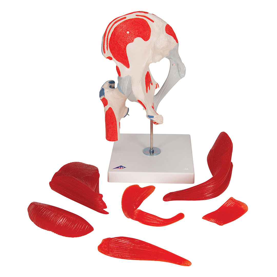 3B SCIENTIFIC Hüftgelenk, 7-teilig, Grösse 18x32x18cm (A881) 3B SCIENTIFIC Hüftgelenk, 7-teilig, Grösse 18x32x18cm (A881)