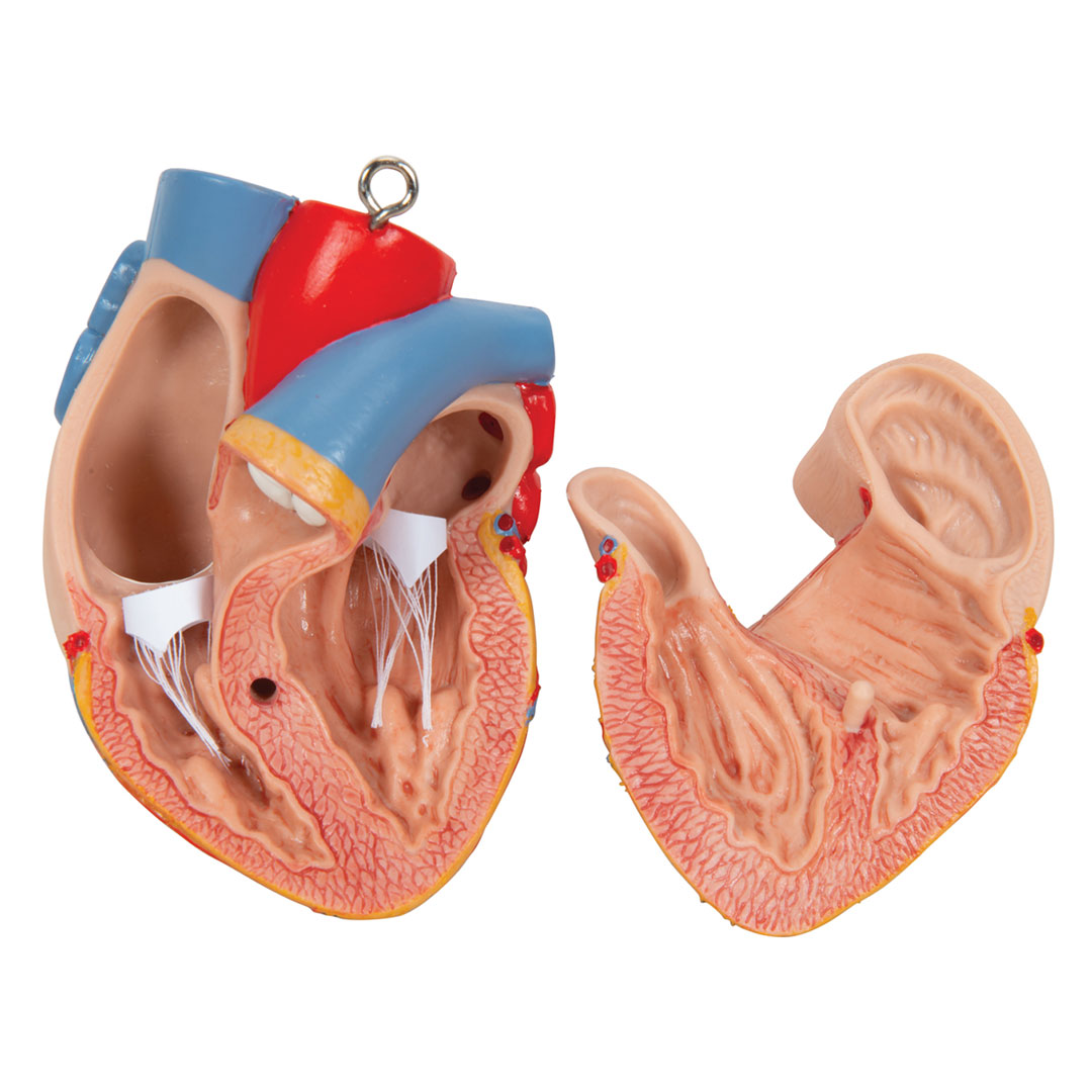 3B SCIENTIFIC Torso mit Kopf, 20-teilig (B17)