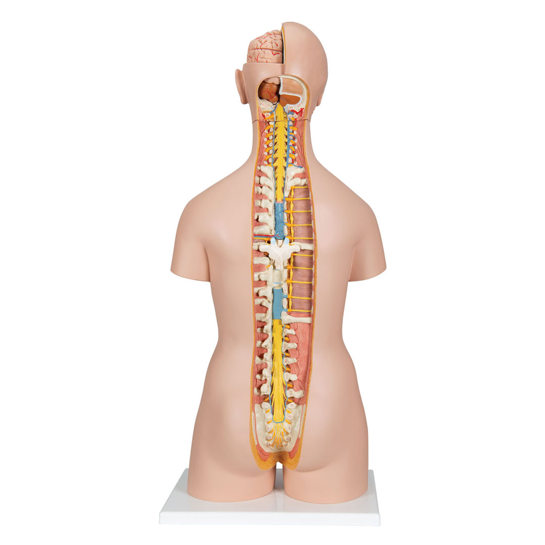 3B SCIENTIFIC Torso 18-t. m.Kopf+geöffnetem Rücken (B19)