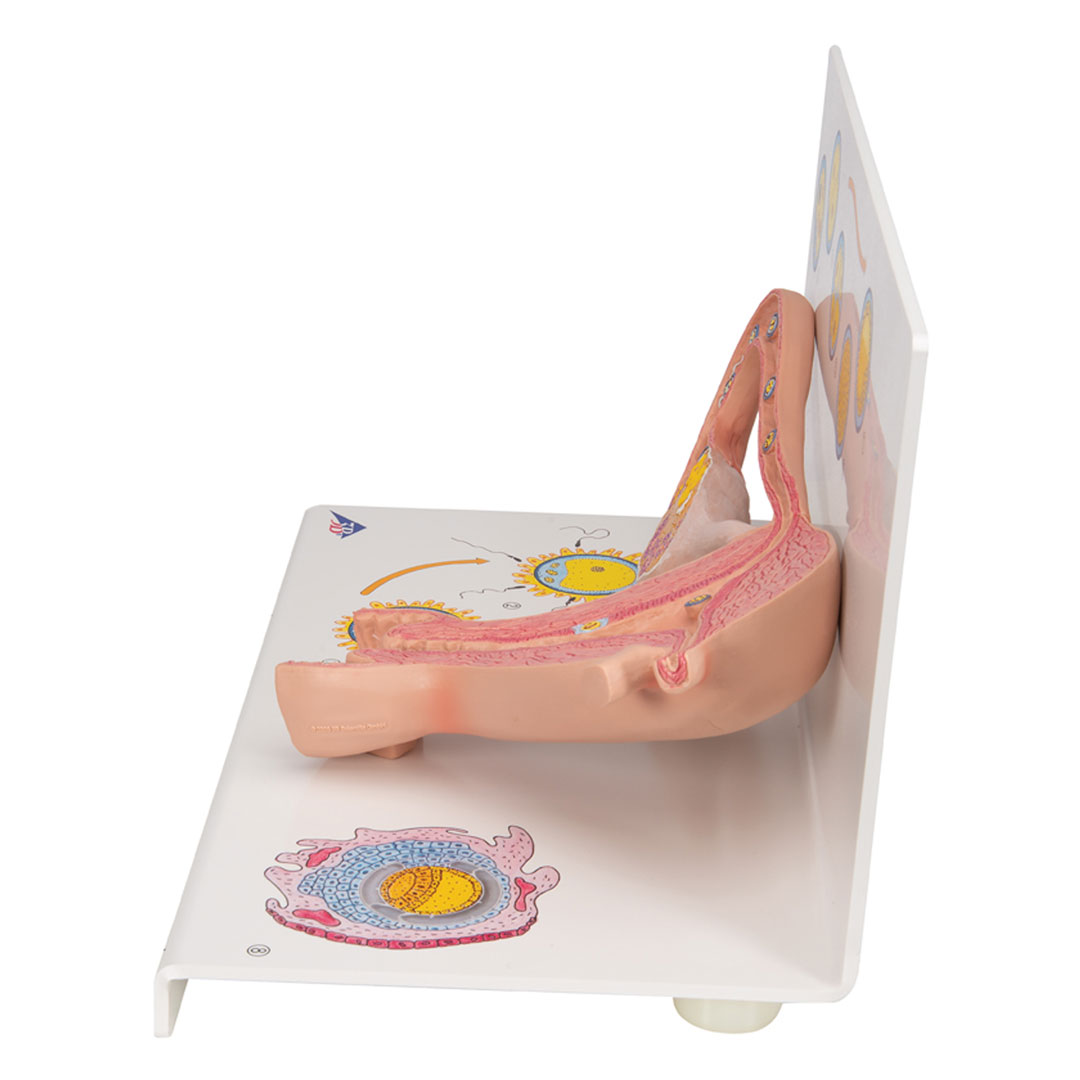 3B SCIENTIFIC Stadien Befruchtung+Keimesentwicklung (L01)