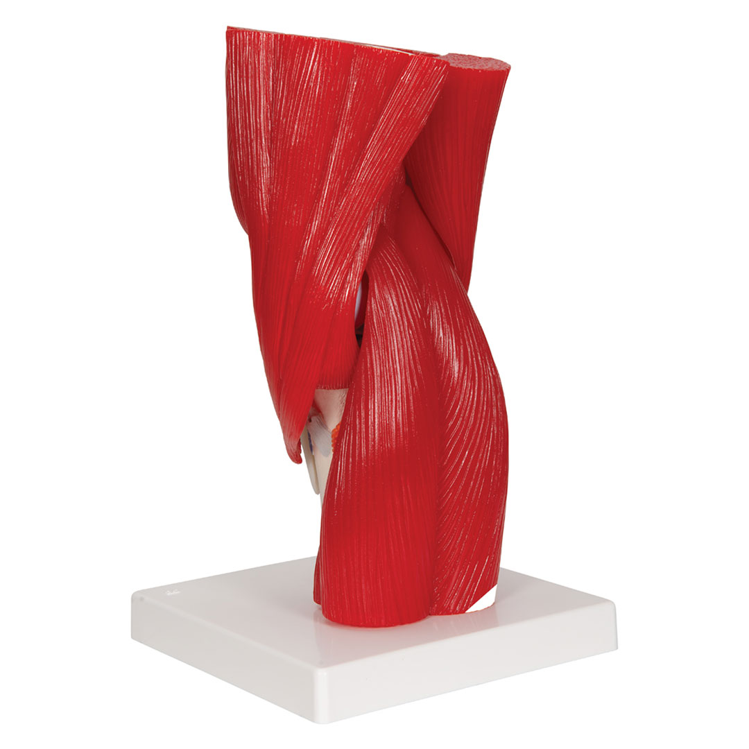 3B SCIENTIFIC Kniegelenk, 12-teilig, Grösse 33x17x17cm (A882)