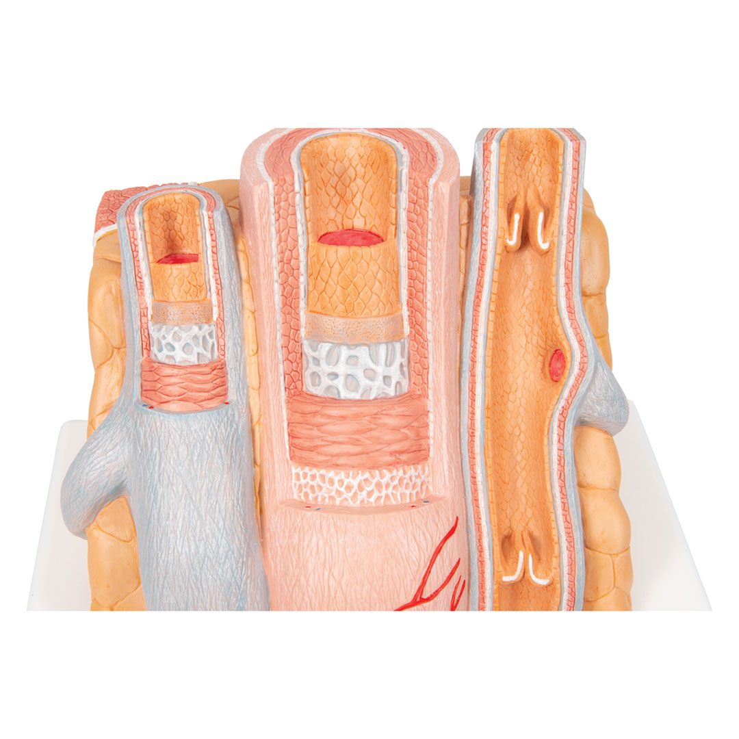 3B SCIENTIFIC Arterie und Vene (G42)