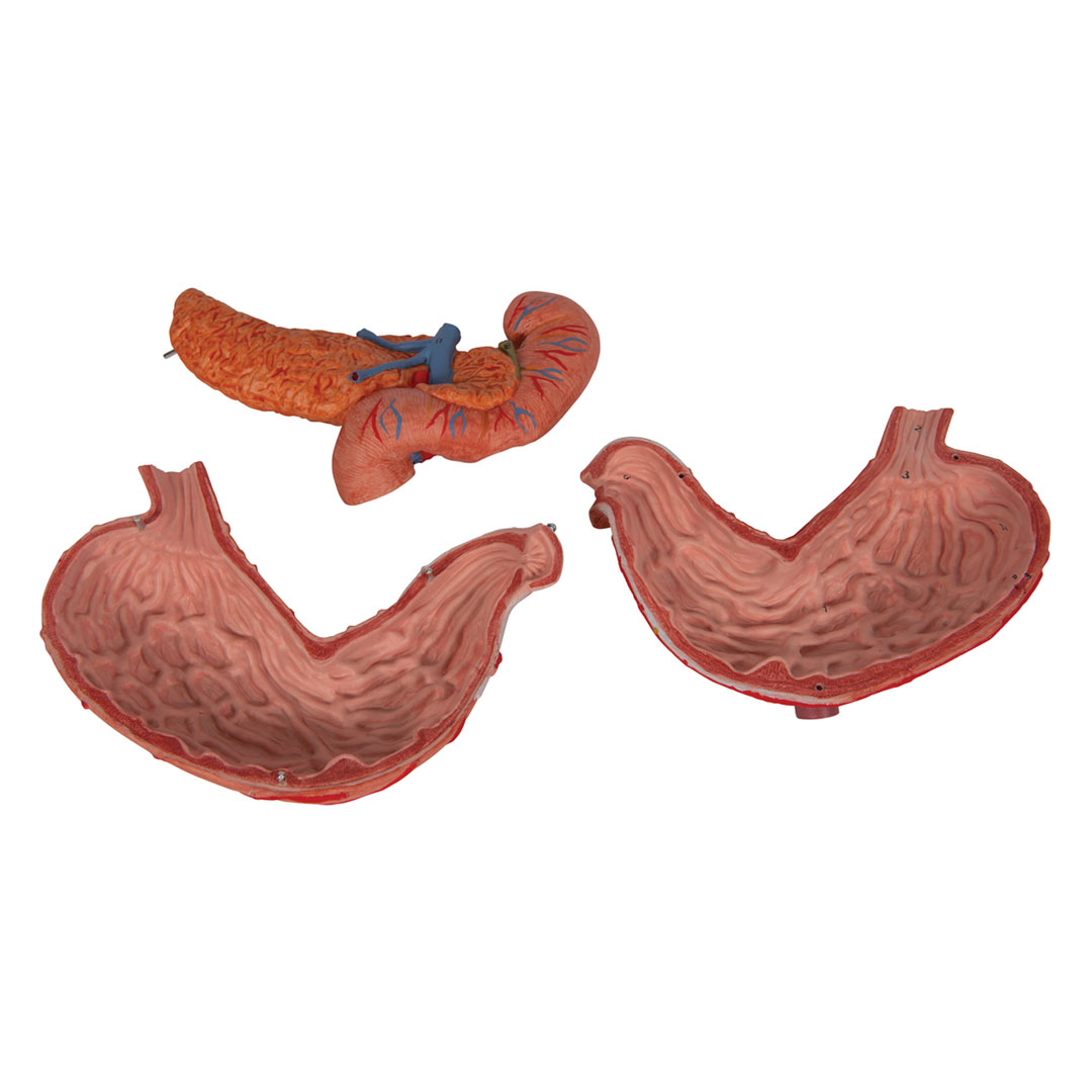 3B SCIENTIFIC Magen m. Zwölffingerd.+Bauchspeicheldrü. (K16)
