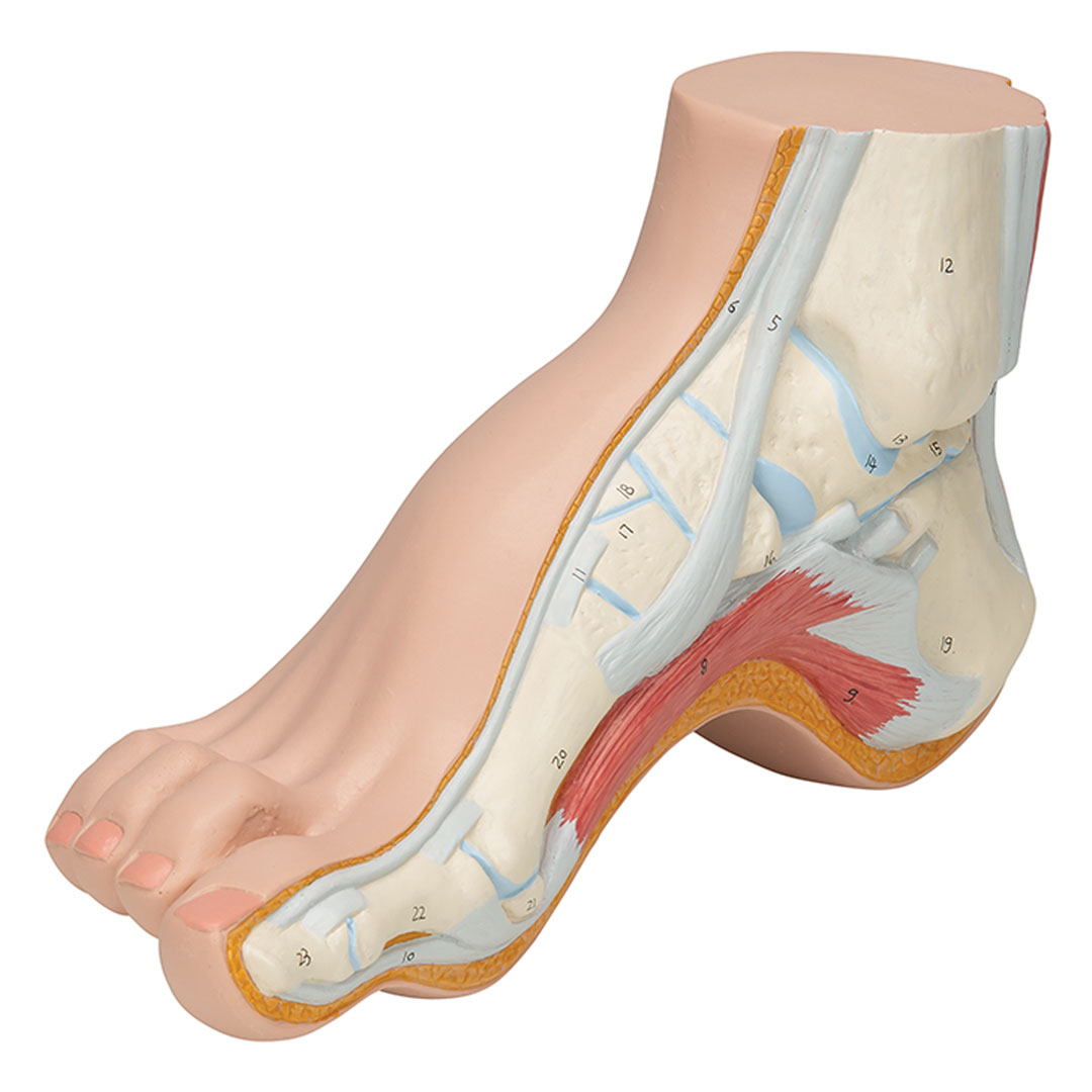 3B SCIENTIFIC Hohlfuss, natürl. Grösse (M32)