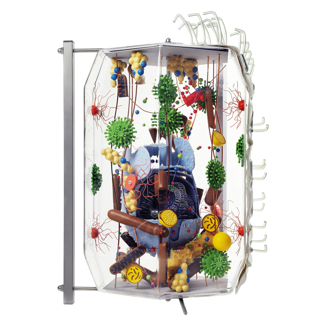 3B SCIENTIFIC Menschliche Zelle, 40'000x,  60x46x46 cm (VL650)