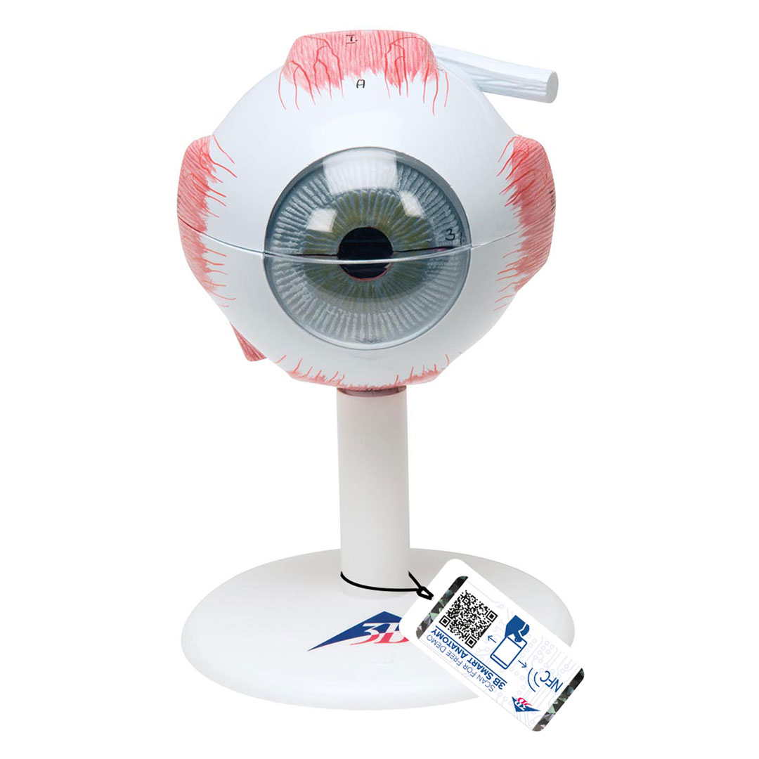 3B SCIENTIFIC Auge, 3-fache Grösse, 6-teilig (F15)