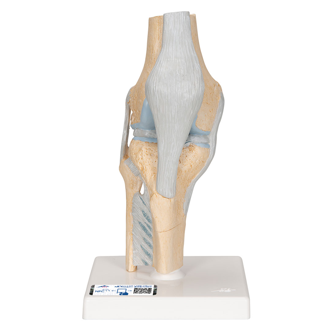 3B SCIENTIFIC Knie, Gelenkschnitt-Modell, Grösse 2x12x24cm (A89)