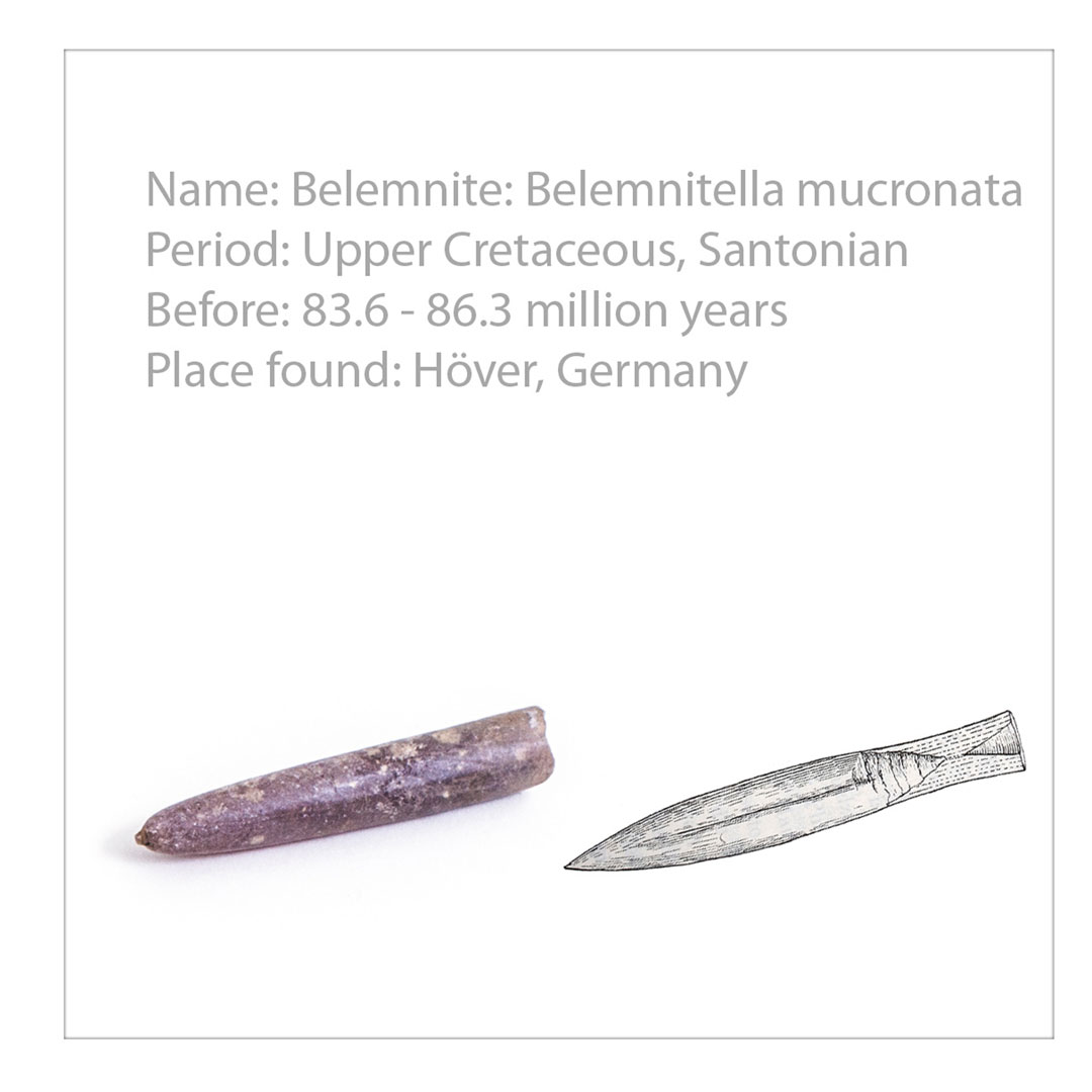 Fossiliensammlung 40 Fossilien,  (U75025) Grösse: 26x50 x6.5cm