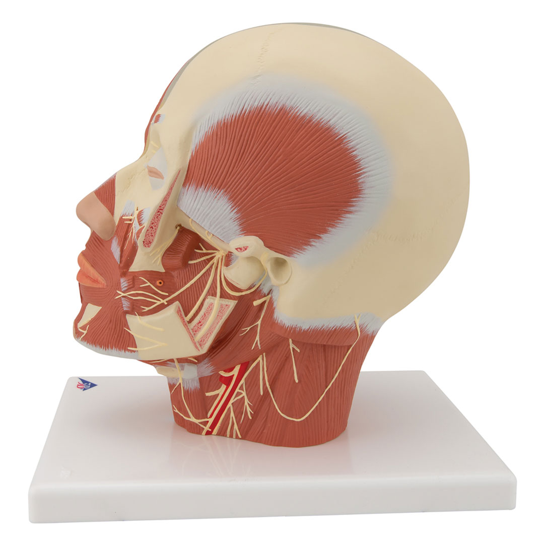 3B SCIENTIFIC Kupfmuskulatur mit Nerven (VB129)