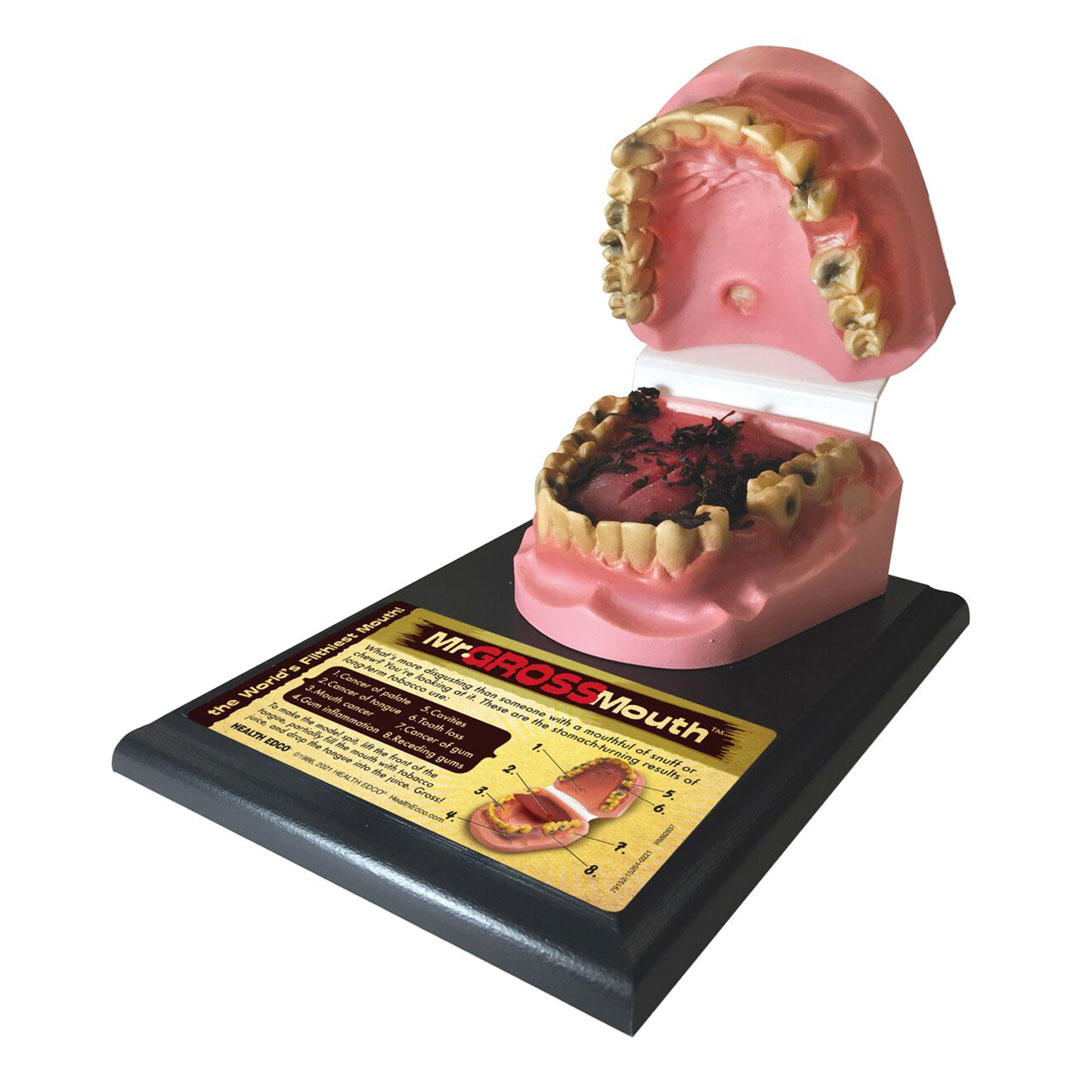 3B SCIENTIFIC Tabakmund (W43013)