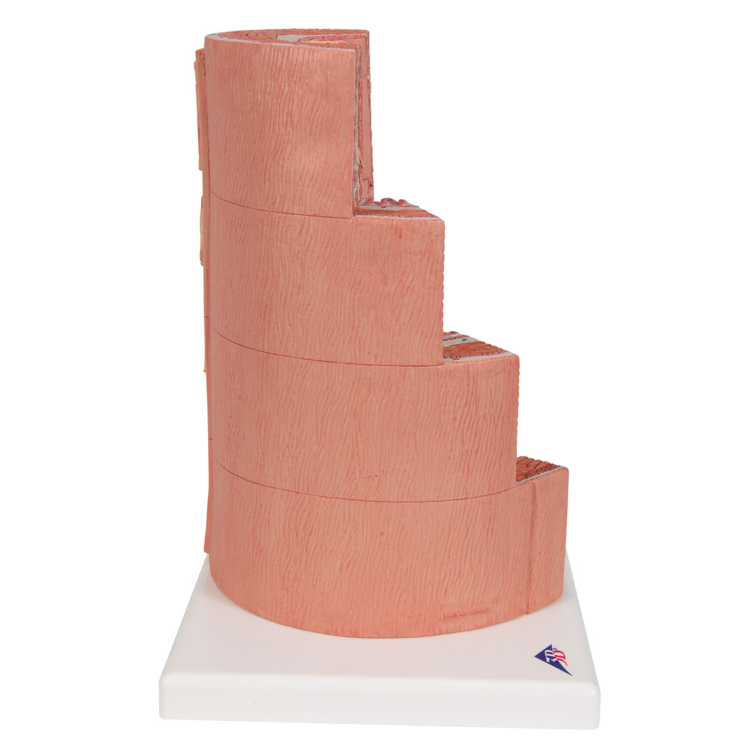 3B SCIENTIFIC Verdauungstrakt/MICROanatomy (K23)