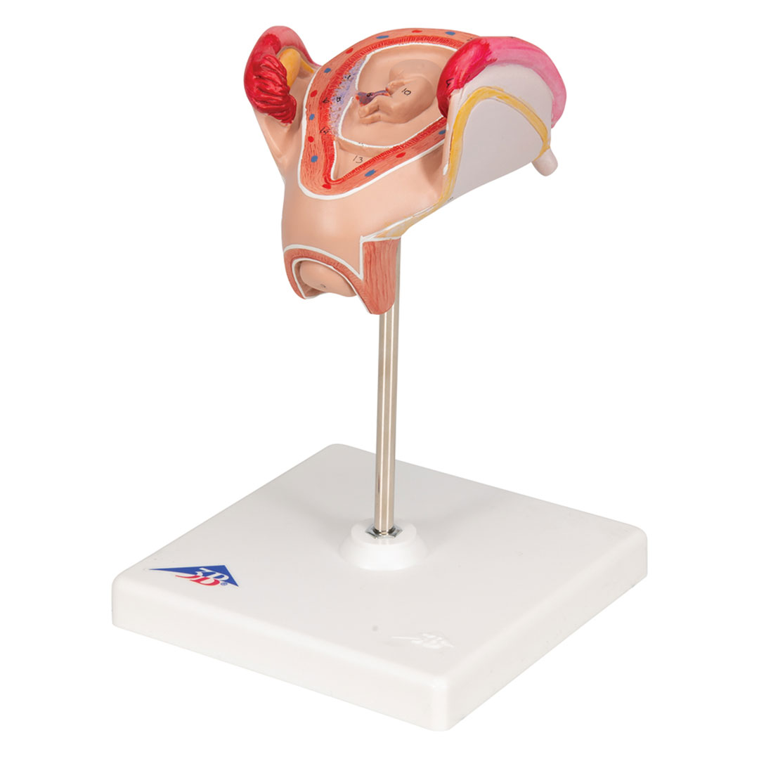 3B SCIENTIFIC Uterus mit Embryo, 2. Monat (L10/2)