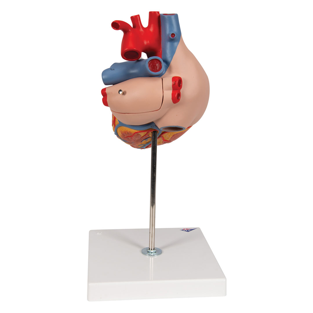 3B SCIENTIFIC Herz,  4-teilig, 2-fache Grösse (G12)