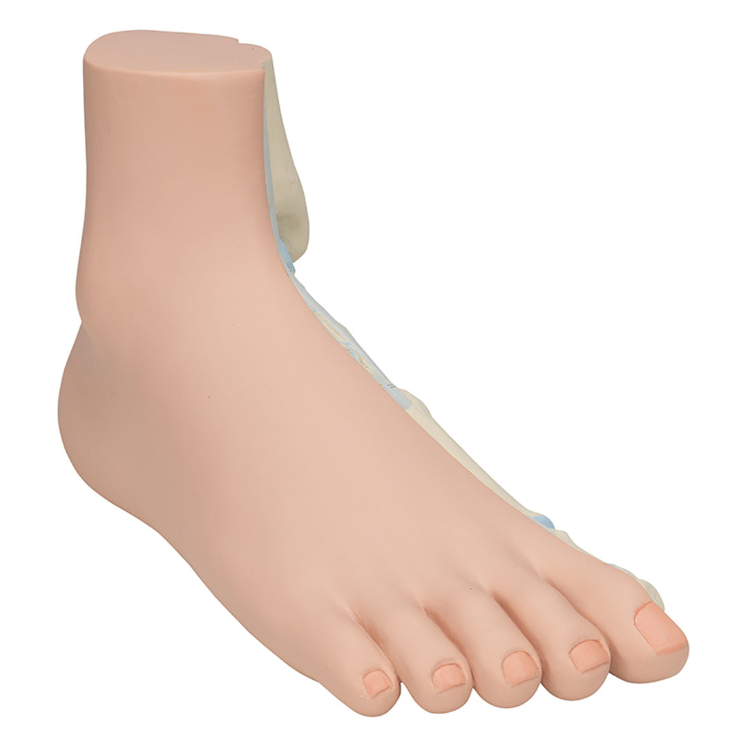 3B SCIENTIFIC Normalfuss, natürl. Grosse (M30)