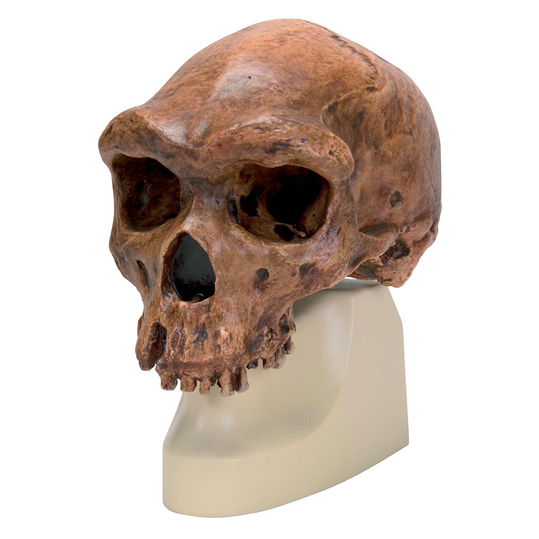 3B SCIENTIFIC Anthrop.Schädel - Broken Hill or Kabwe (VP754/1)