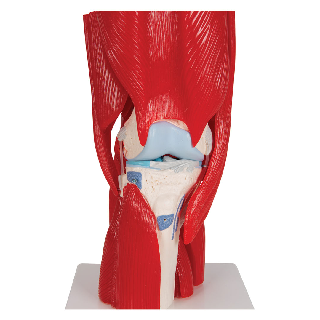 3B SCIENTIFIC Kniegelenk, 12-teilig, Grösse 33x17x17cm (A882)