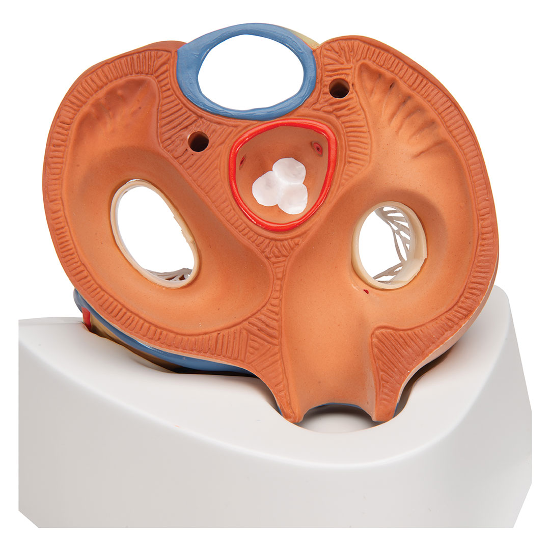 3B SCIENTIFIC Herz, natürl. Grösse, 7-tlg. (VD253)