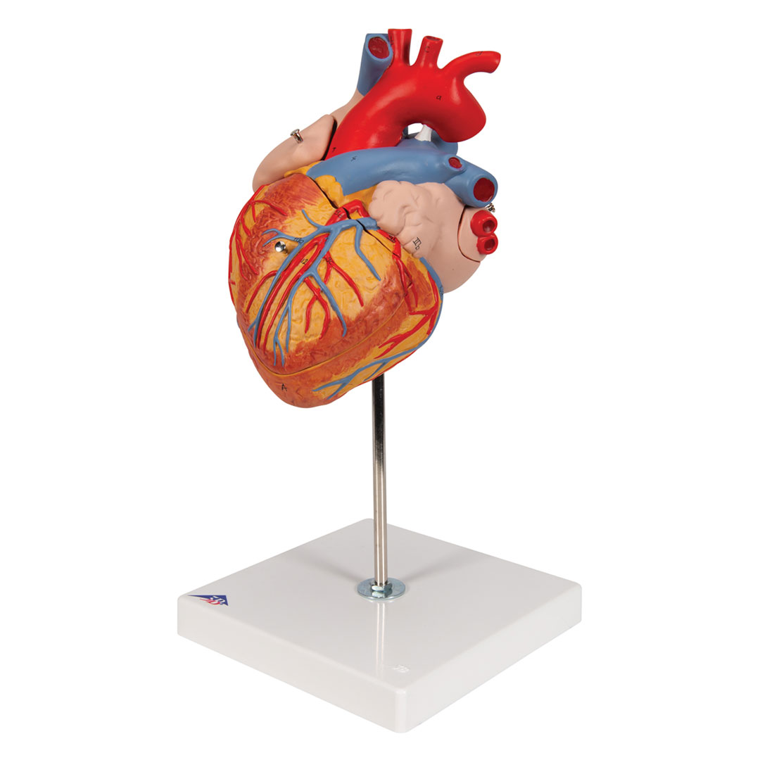 3B SCIENTIFIC Herz,  4-teilig, 2-fache Grösse (G12)