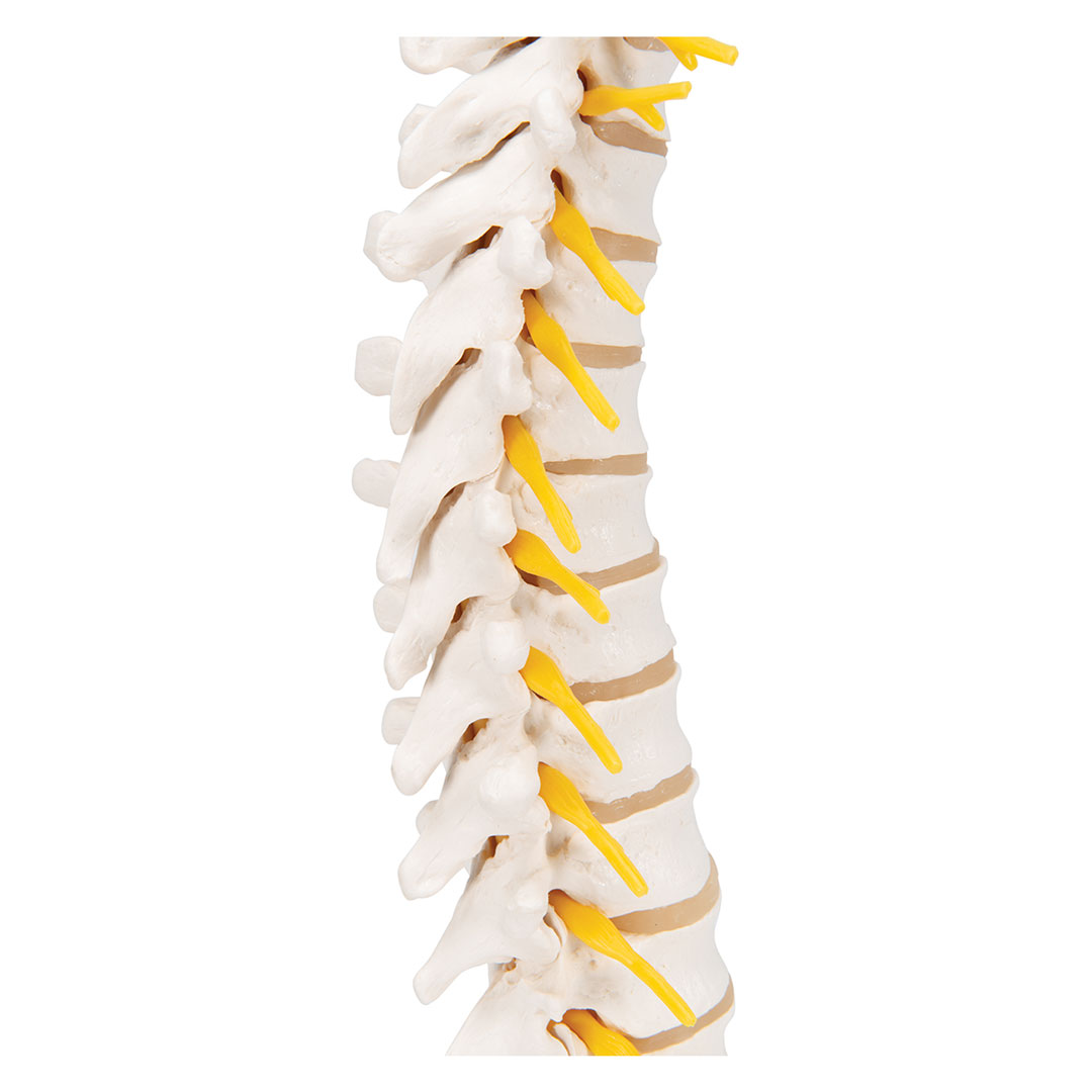 3B SCIENTIFIC Brustwirbelsäule, 12 Brustwirbel m. (A73)