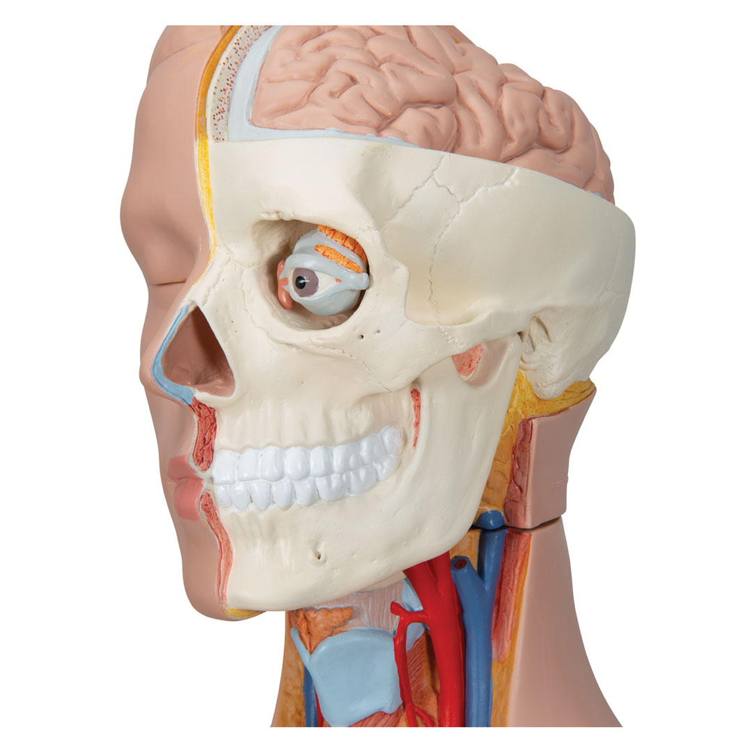 3B SCIENTIFIC Torso m.Kopf, 2-geschlechtl.,20-teilig(B32)