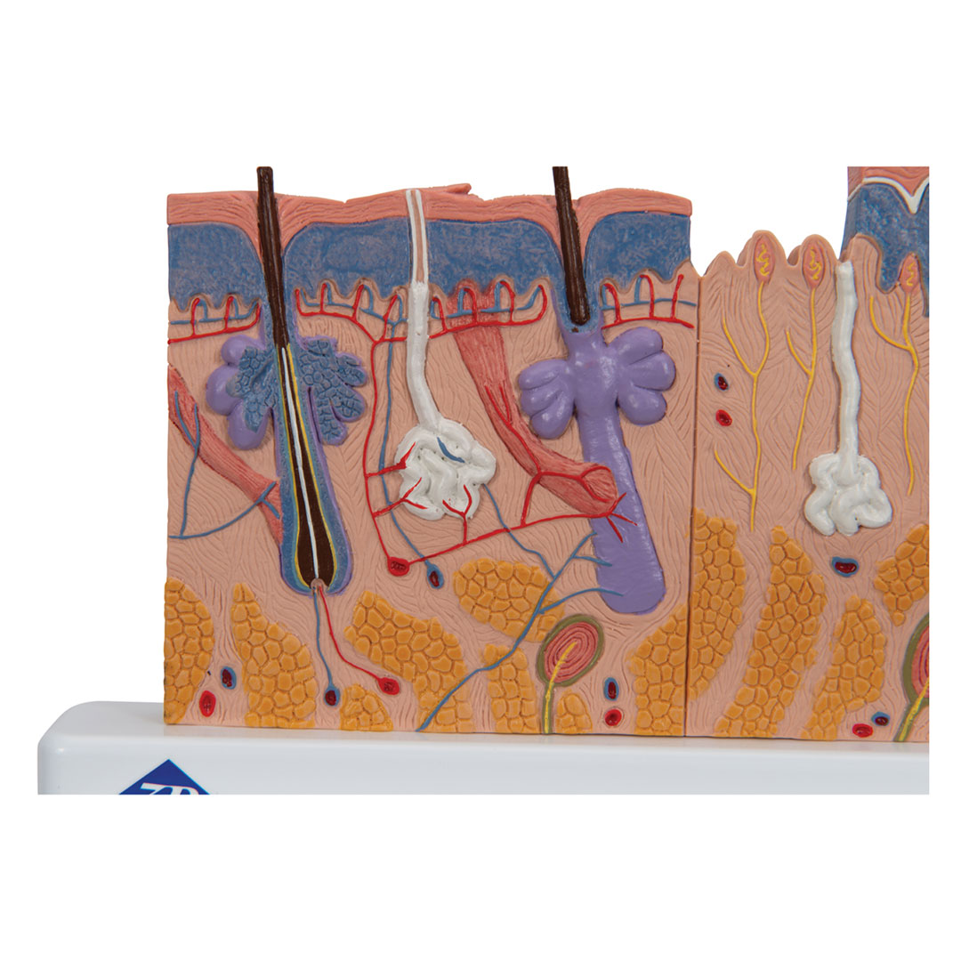 3B SCIENTIFIC Hautdurchschnitt, Tischmodell (J11)