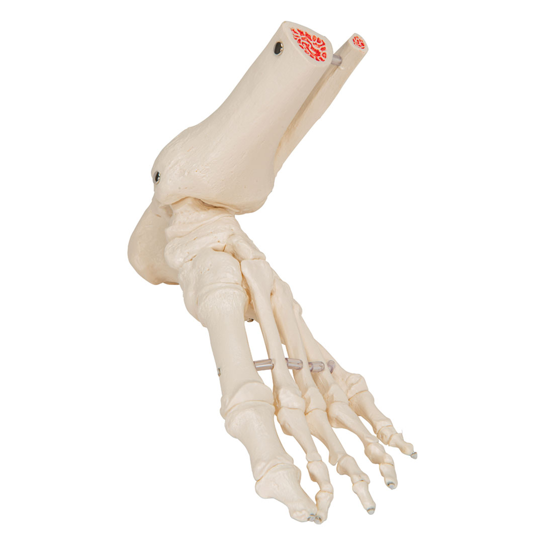 3B SCIENTIFIC Fussskelett m.Schienbein-+Wadenbeinst. (A31/1) Grösse 7x16x22cm
