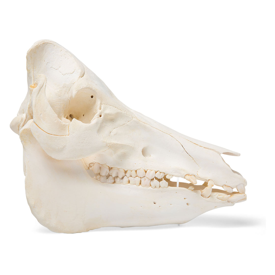 3B SCIENTIFIC Hausschwein weiblich, Schädel-Skelett