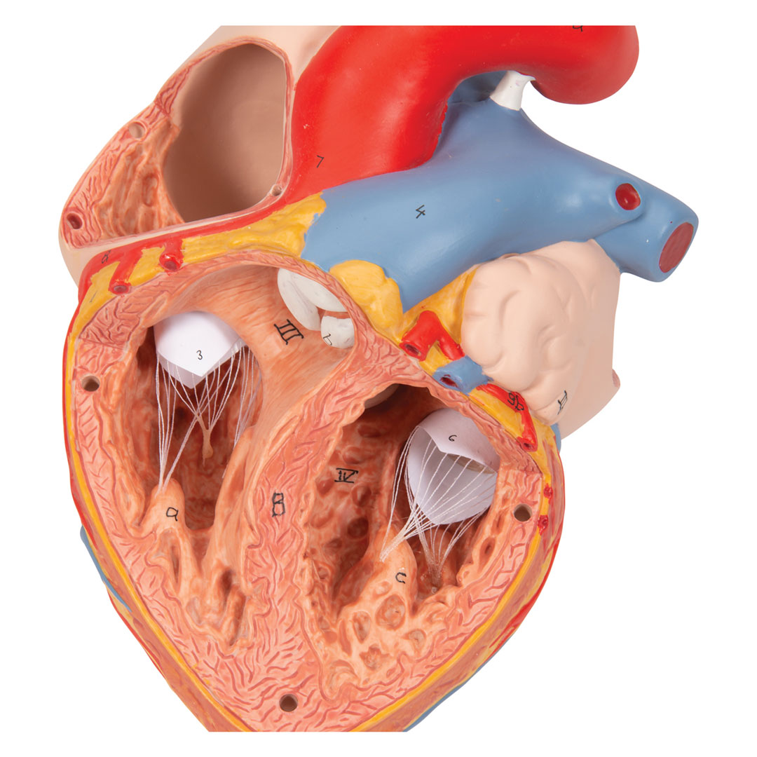 3B SCIENTIFIC Herz, 2-f.Grösse, 5-tlg. (G13)