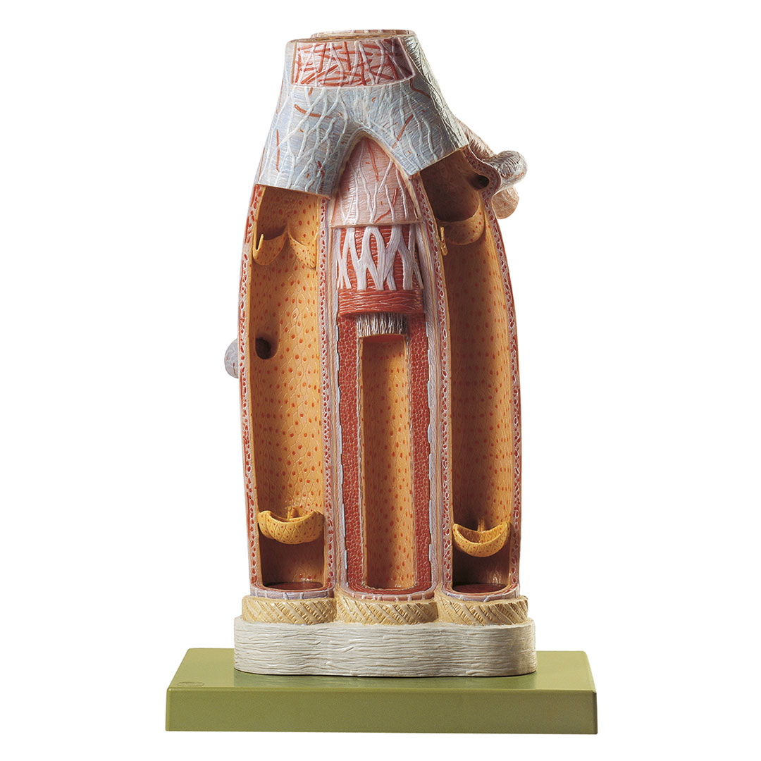 SOMSO® Arterie und Vene