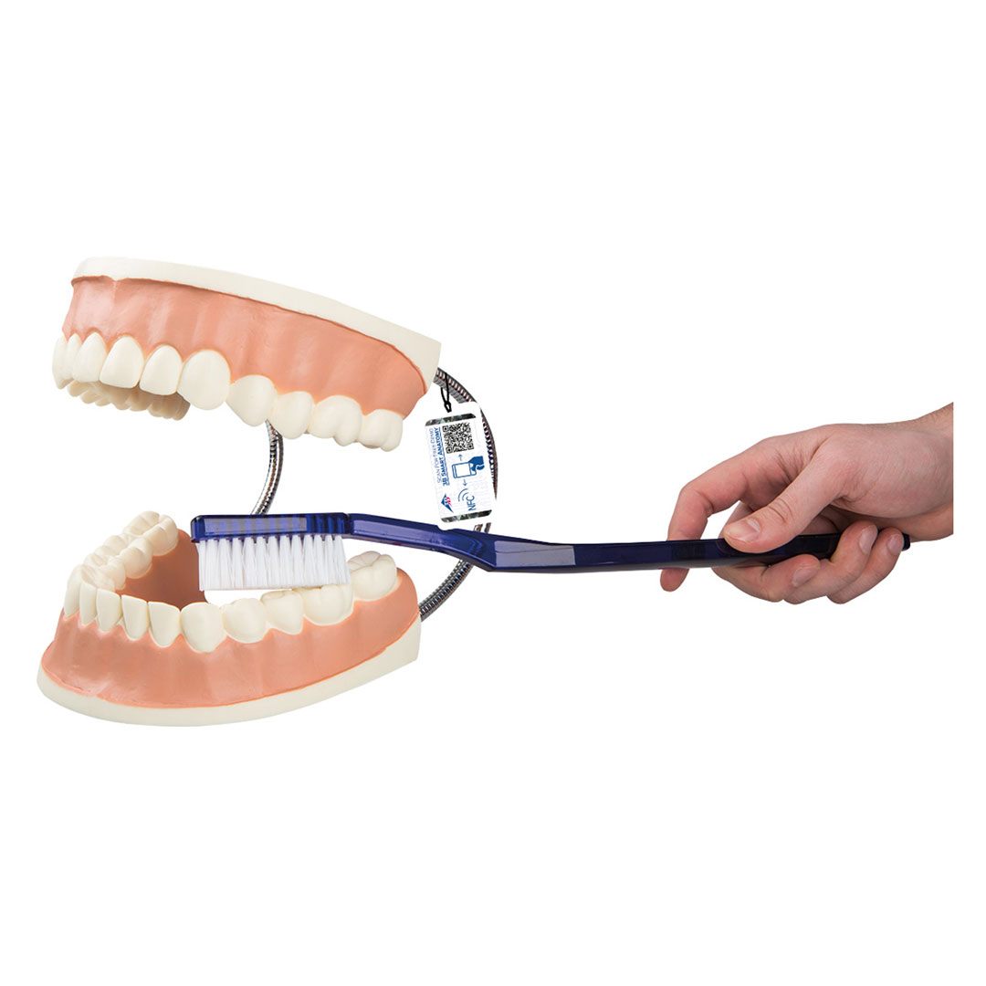 3B SCIENTIFIC Zahnpflegemodell (D16)