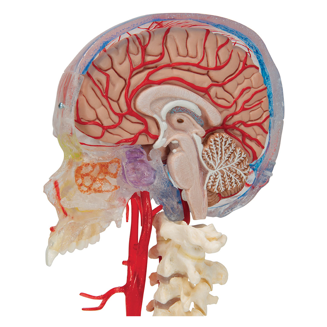 3B SCIENTIFIC Schädel BONElike  7-teilig (A283)