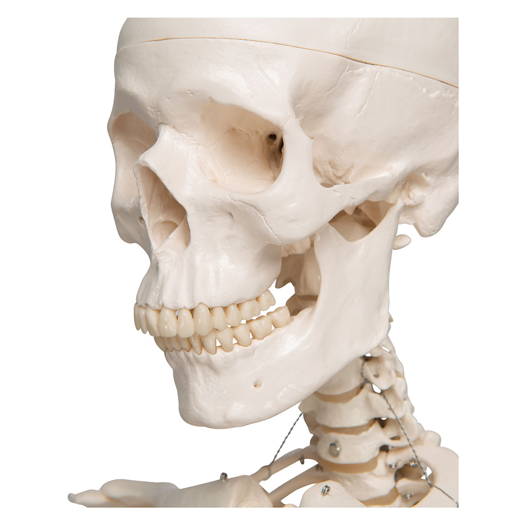 3B SCIENTIFIC Skelett Stan, Standard mit 5-Rollenstativ (A10)