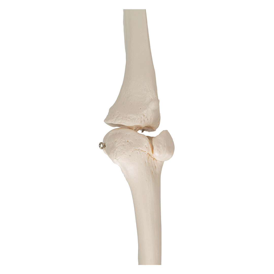 3B SCIENTIFIC Beinskelett Modell mit Fuß (A35R)