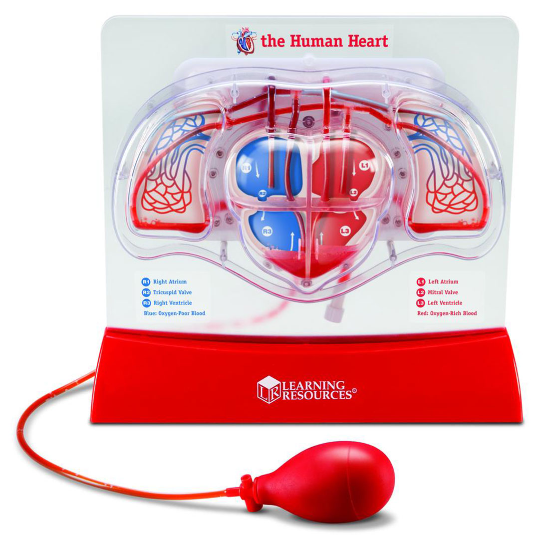 Blutkreislauf Modell