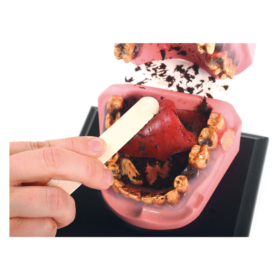 3B SCIENTIFIC Tabakmund (W43013)