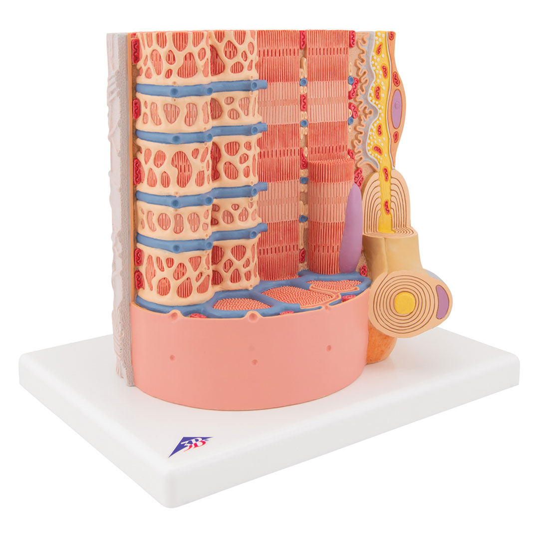 3B SCIENTIFIC MICROanatomy Muskelfaser (B60)