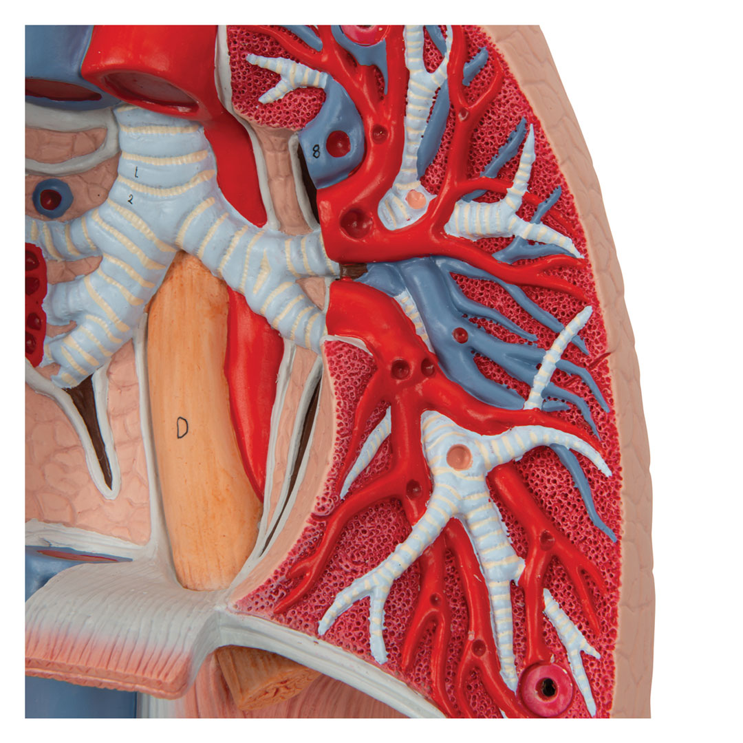 3B SCIENTIFIC Lunge, 7-tlg. (G15)