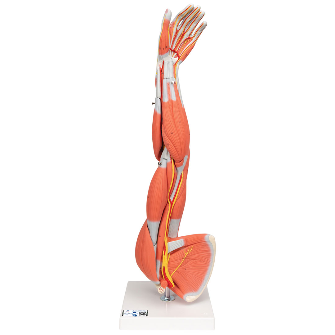 3B SCIENTIFIC Muskelarm 6-teilig (M10)