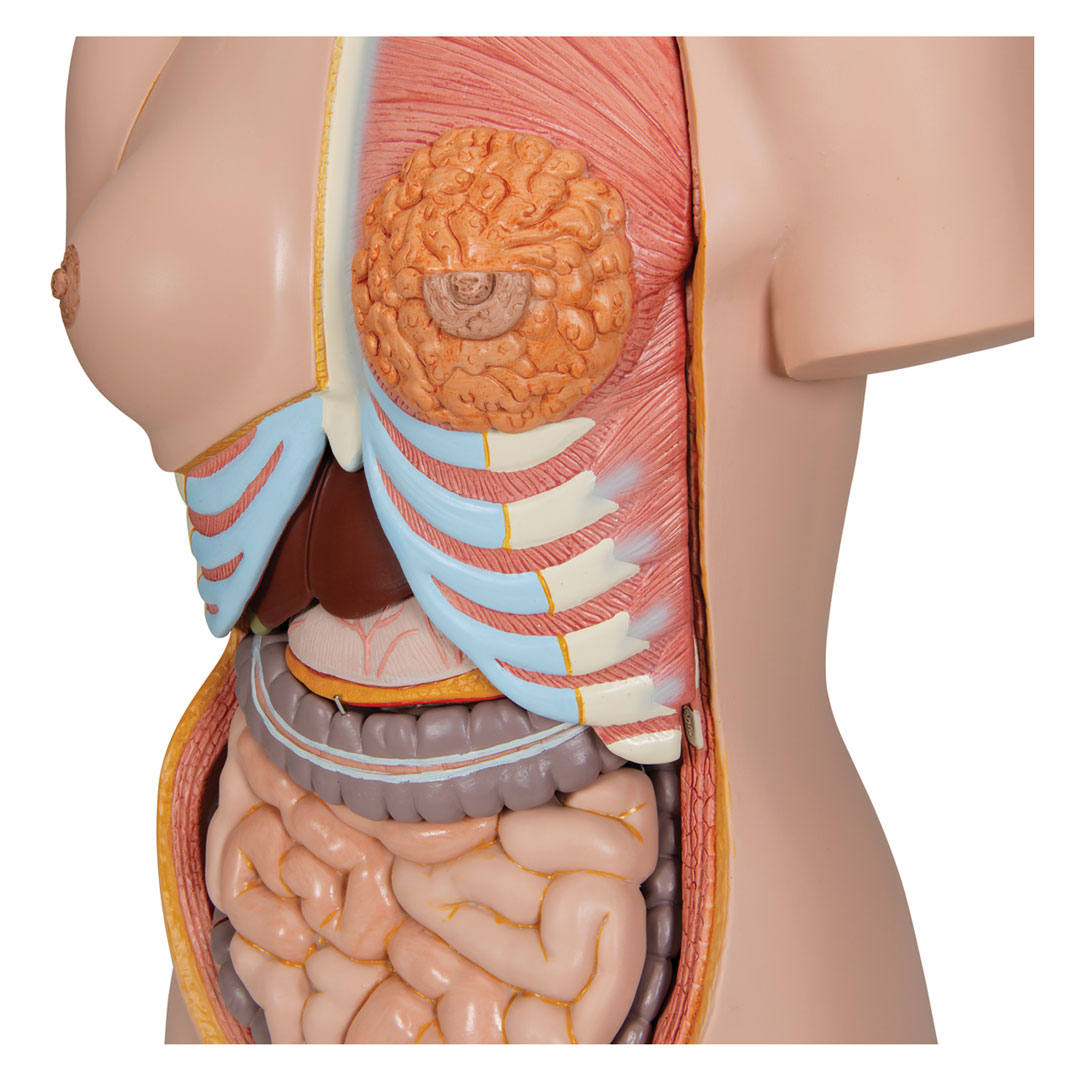 3B SCIENTIFIC Torso mit Kopf, mit Embryoeinsatz, w/m, 24-tlg. (B30)