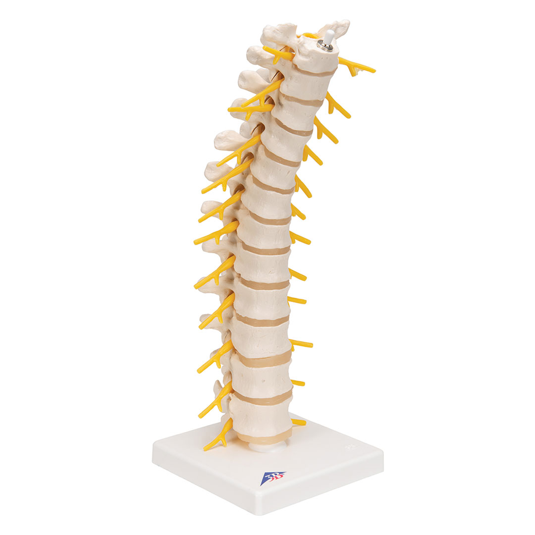 3B SCIENTIFIC Brustwirbelsäule, 12 Brustwirbel m. (A73)